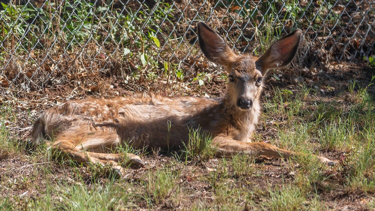 Photo of Others in Los Alamos