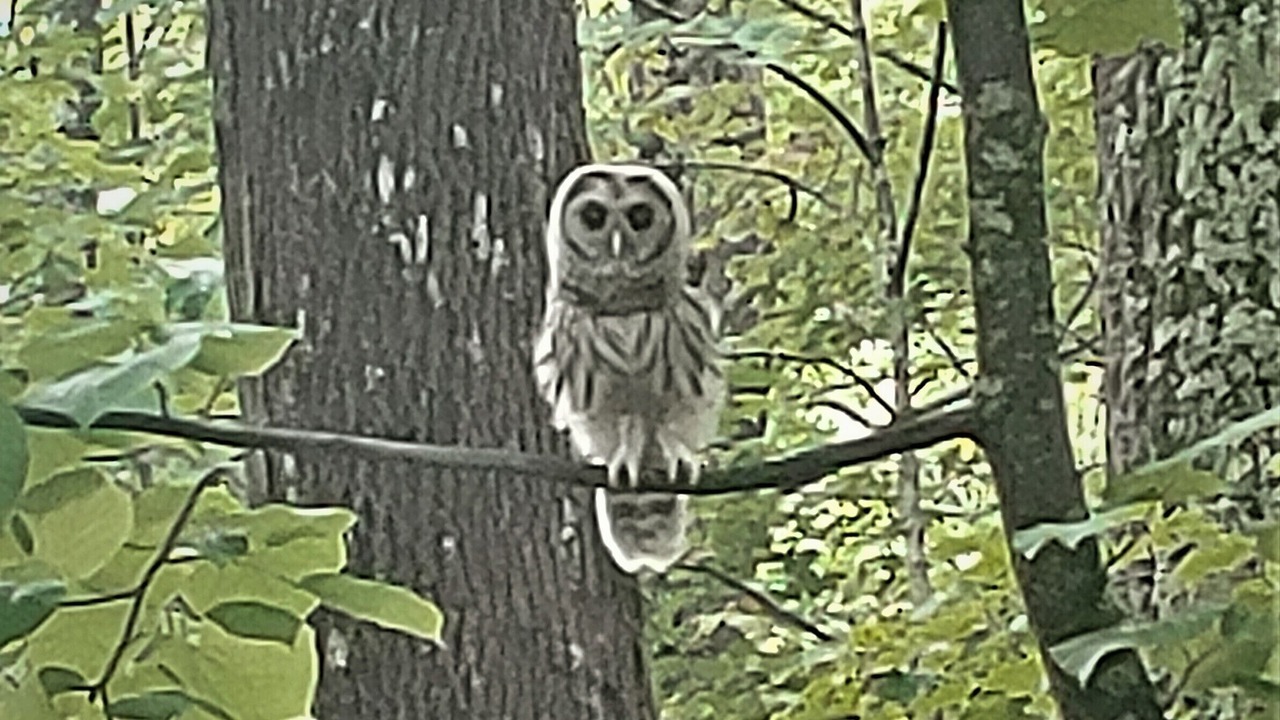 Photo of Others in Otis