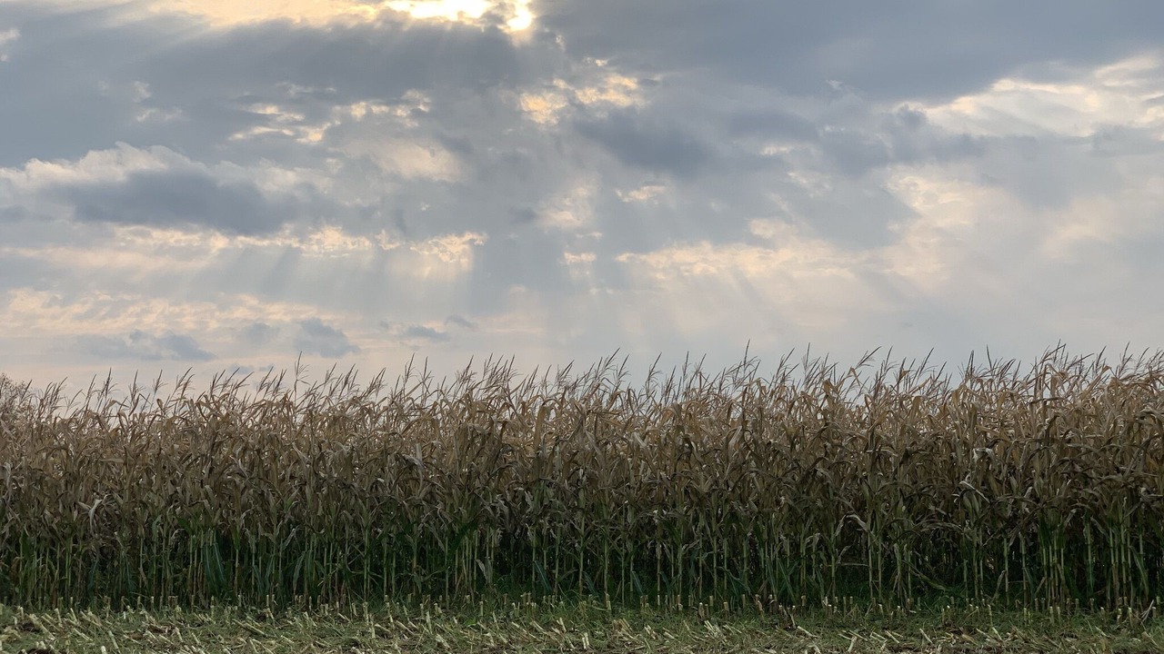 Photo of Outdoor in Westboro
