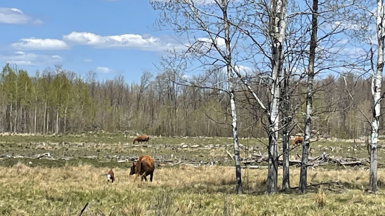 Photo of Outdoor in Westboro