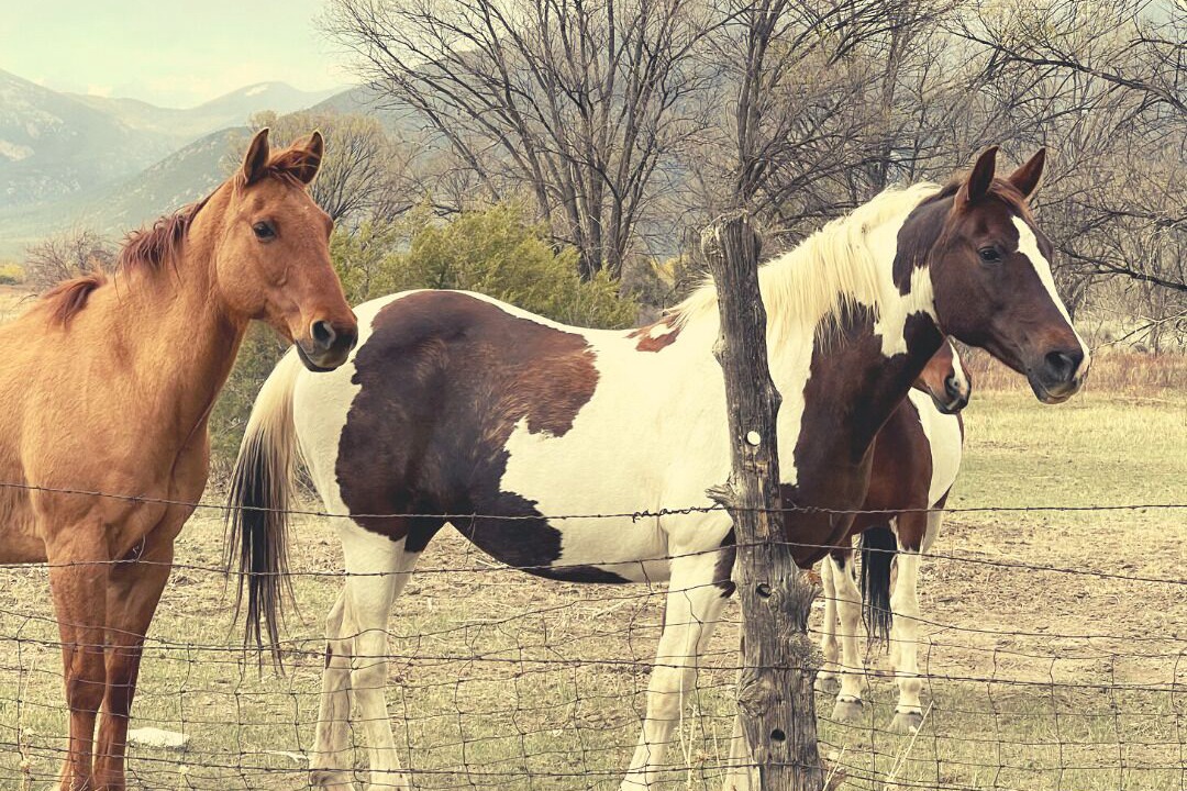 Photo of Others in Taos