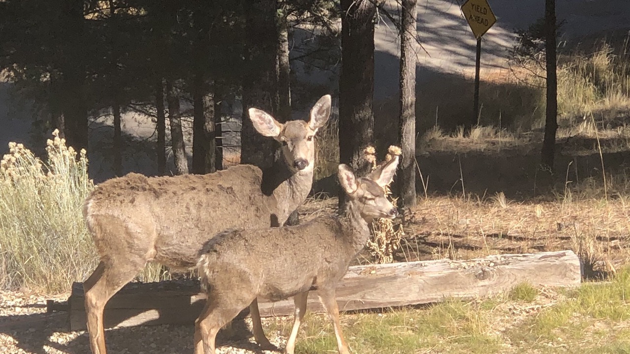 Photo of Outdoor in Angel Fire