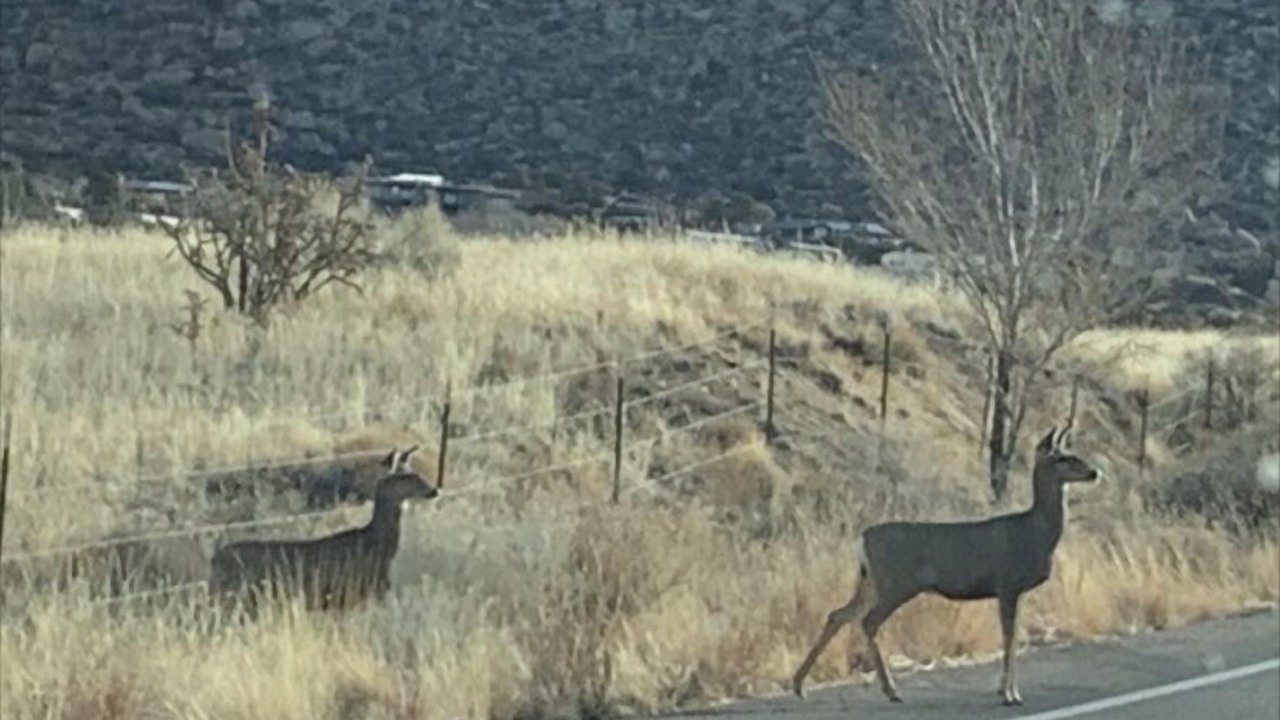 Photo of Others in Northeast Heights