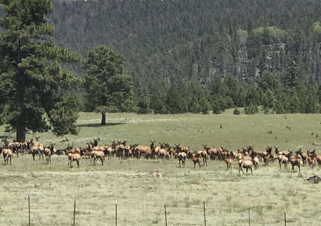Photo of Others in Angel Fire