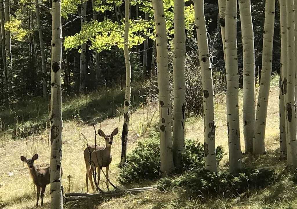 Photo of Outdoor in Angel Fire