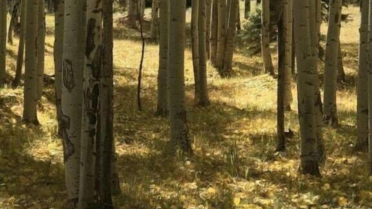 Photo of Outdoor in Angel Fire