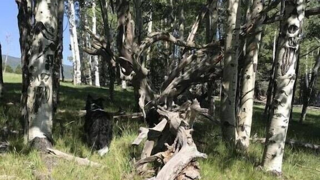 Photo of Outdoor in Angel Fire