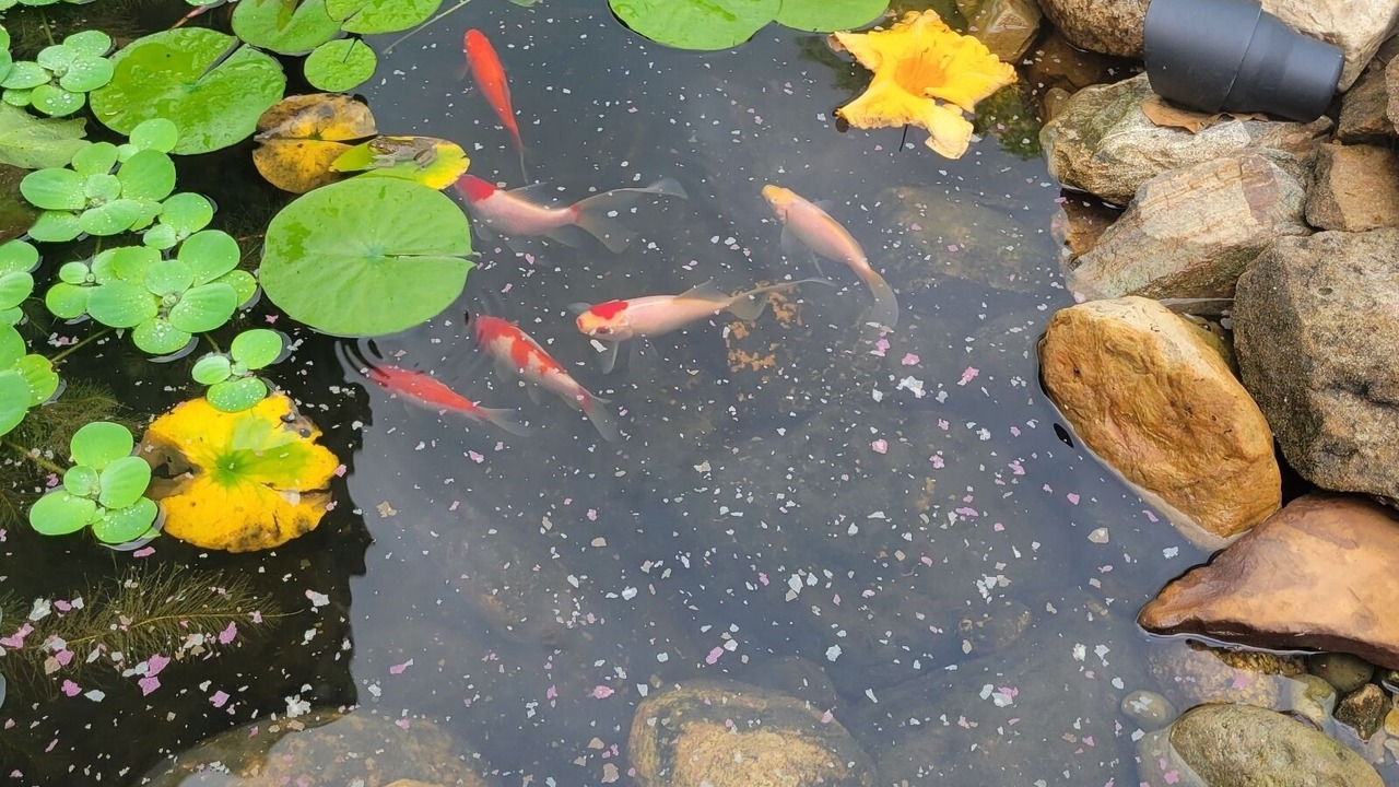 Photo of Others in Sulphur Springs