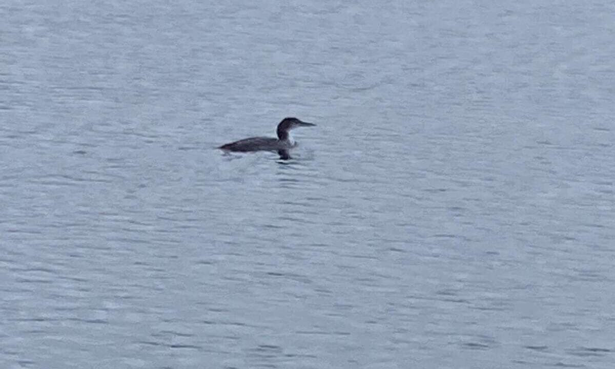 Photo of Others in Hayward