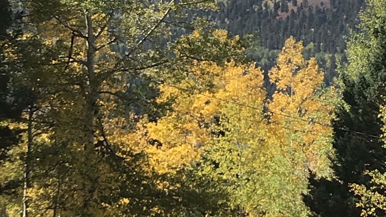 Photo of Others in Holman