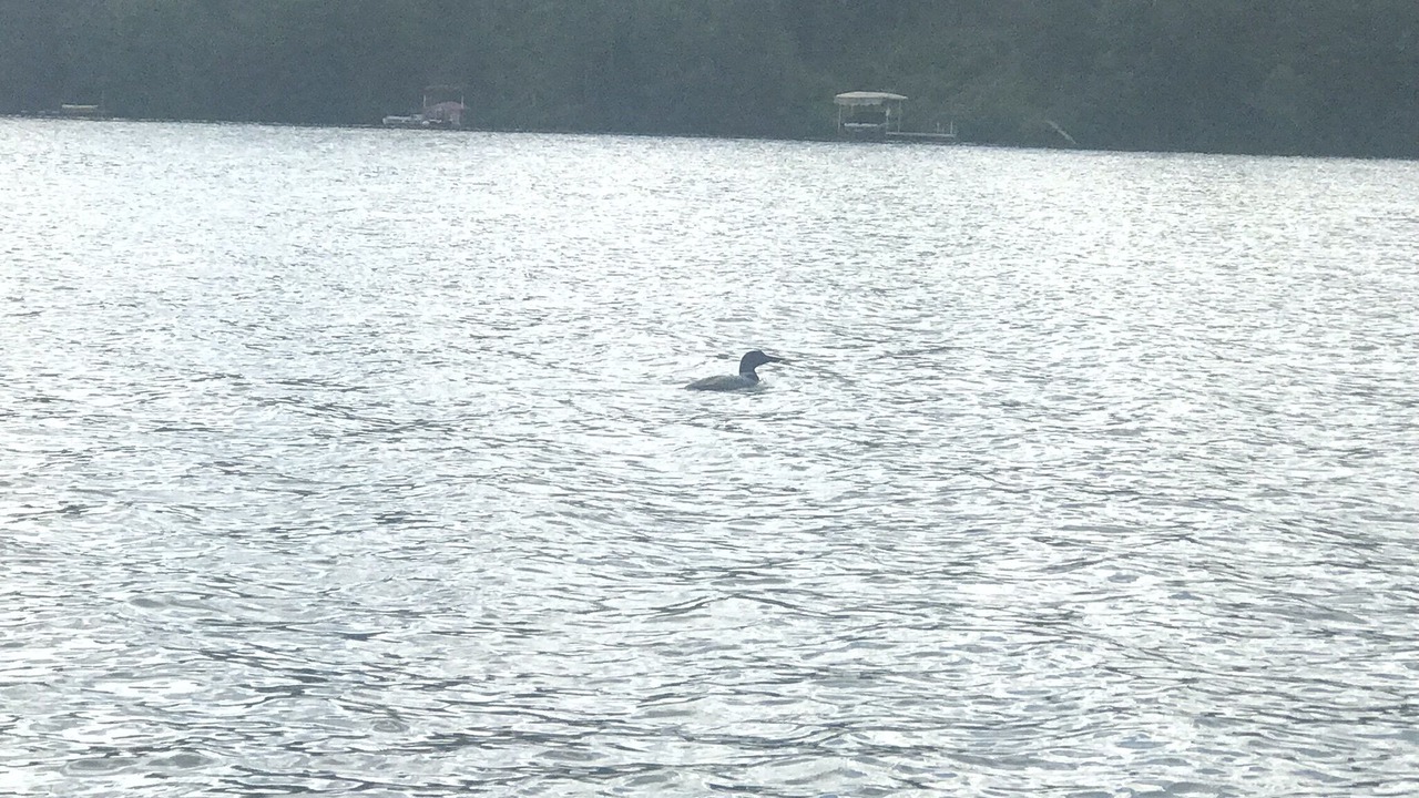 Photo of Others in Stone Lake