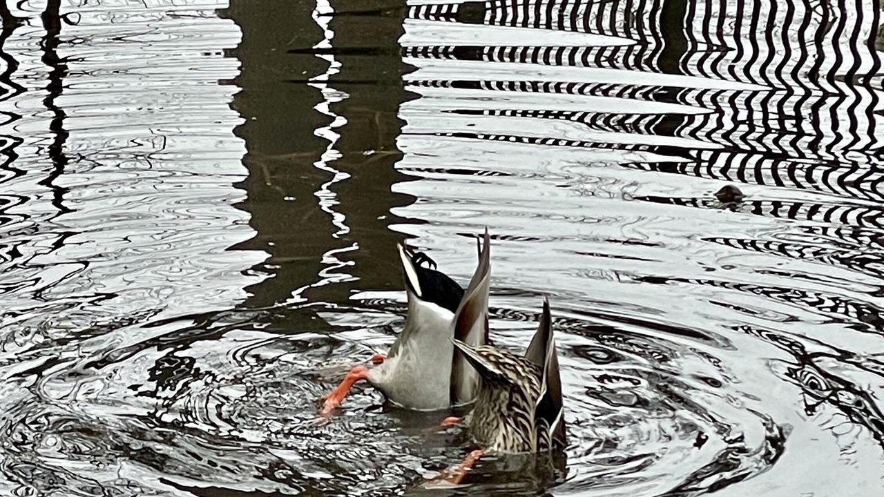 Photo of Others in Lake Luzerne