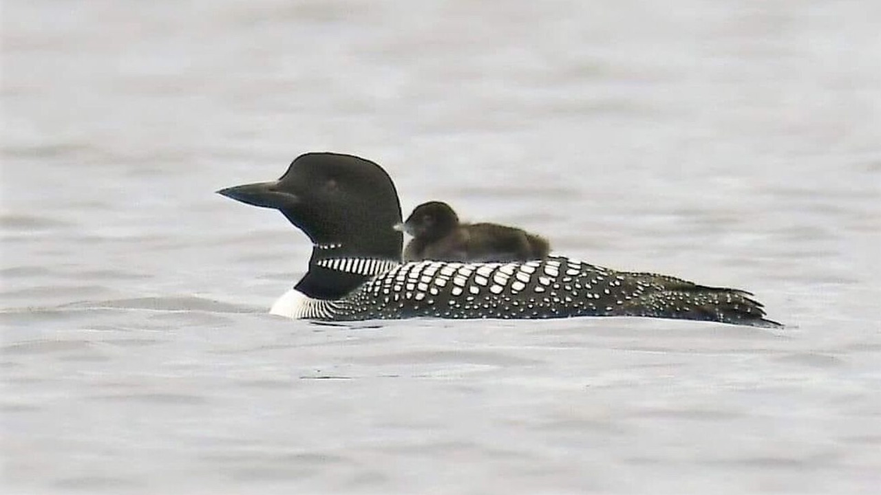 Photo of Others in Chief Lake