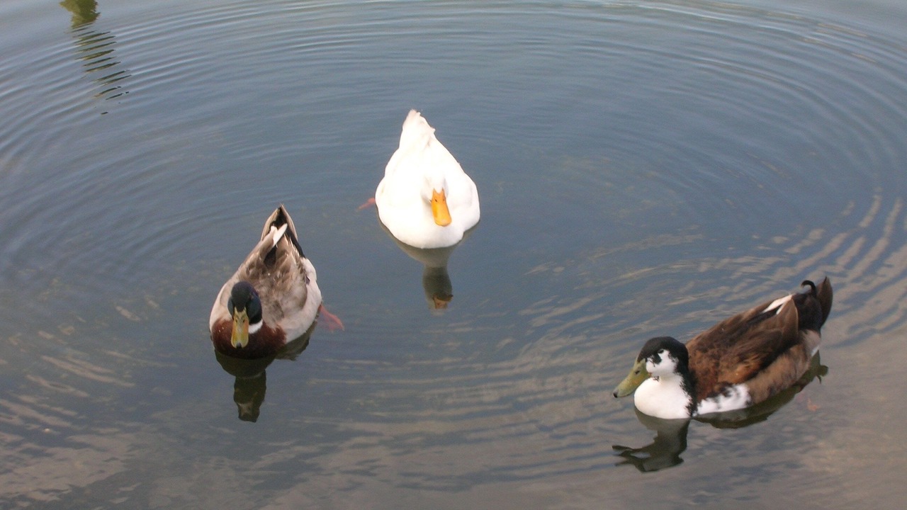 Photo of Others in Addison