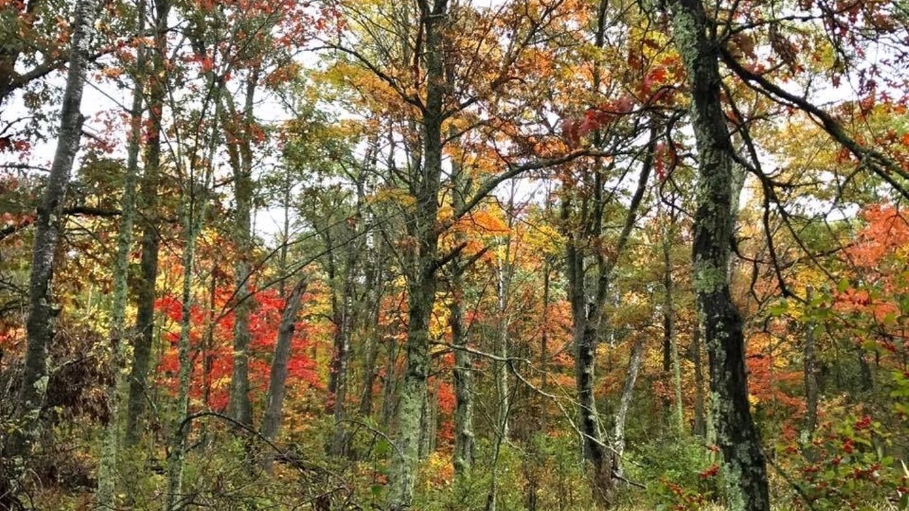 Photo of Outdoor in Webster
