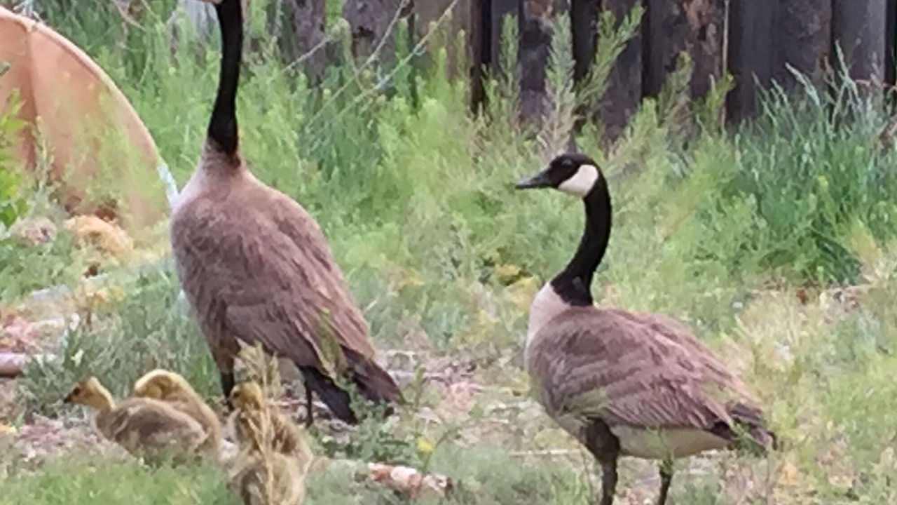 Photo of Others in Chimayo