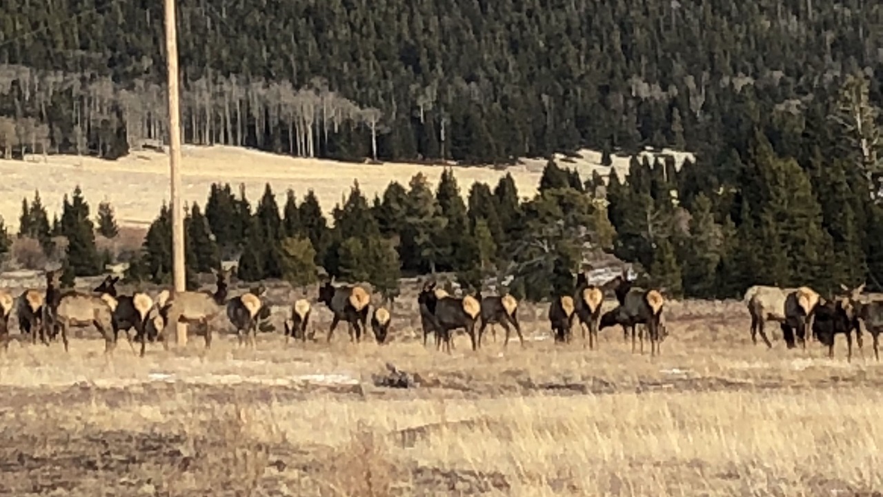 Photo of Others in Fort Garland