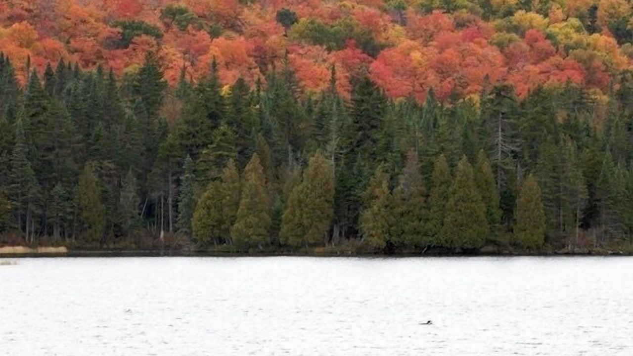 Photo of Others in Walden