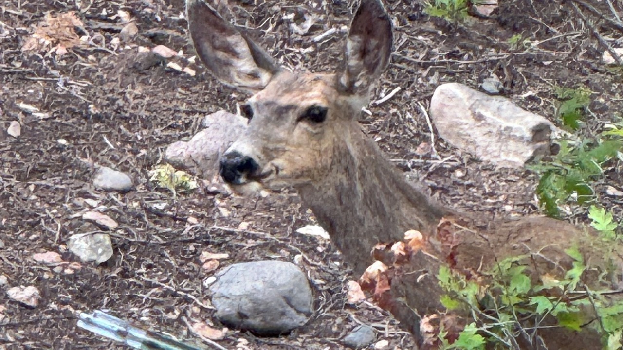 Photo of Others in Canoncito