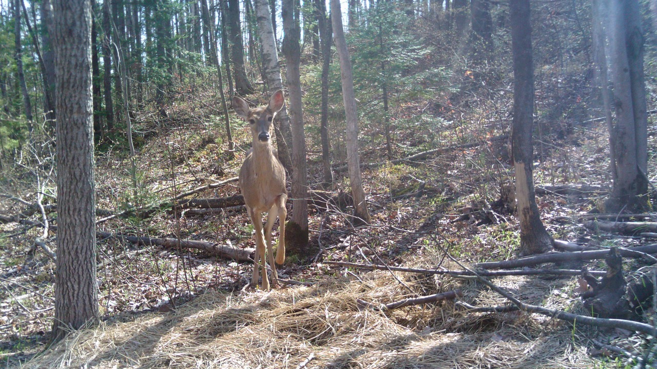 Photo of Others in Deerbrook