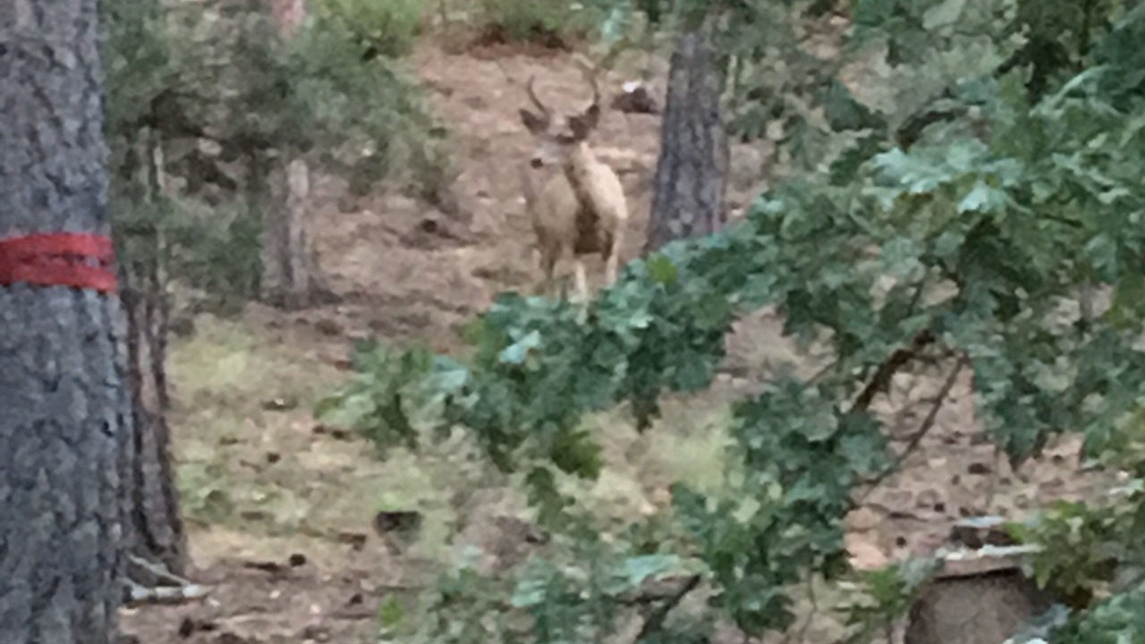 Photo of Outdoor in Sandia Park Country Club