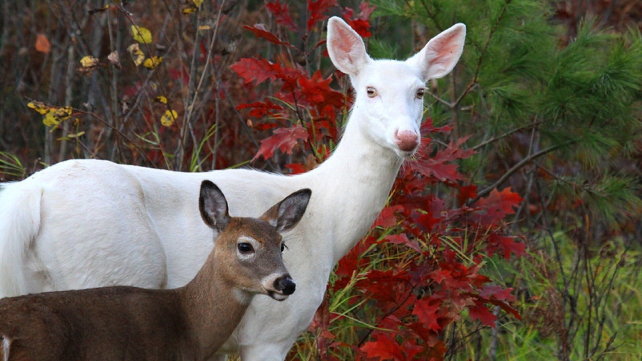 Photo of Others in Presque Isle