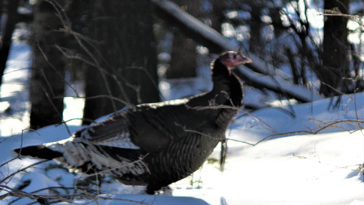 Photo of Others in Eagle Nest