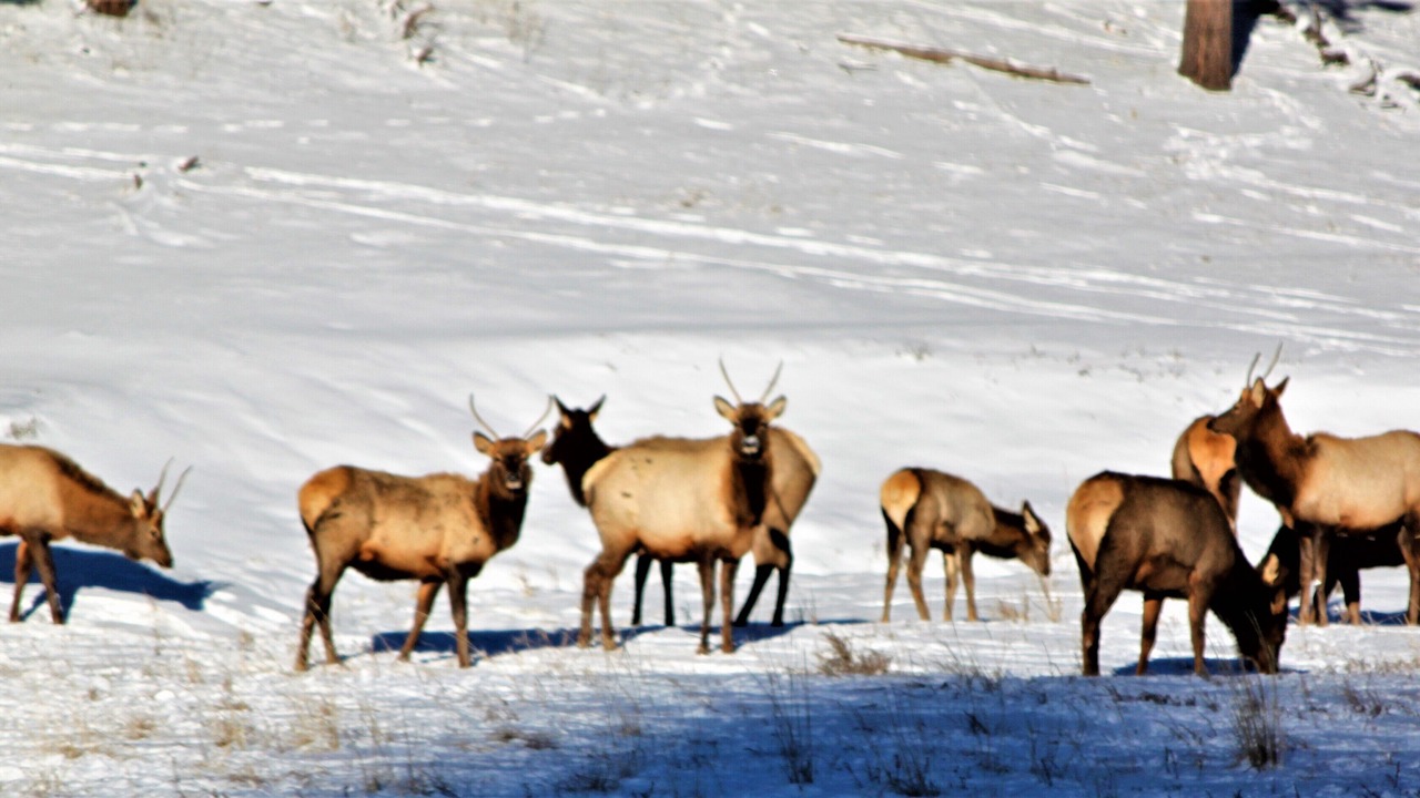 Photo of Others in Eagle Nest