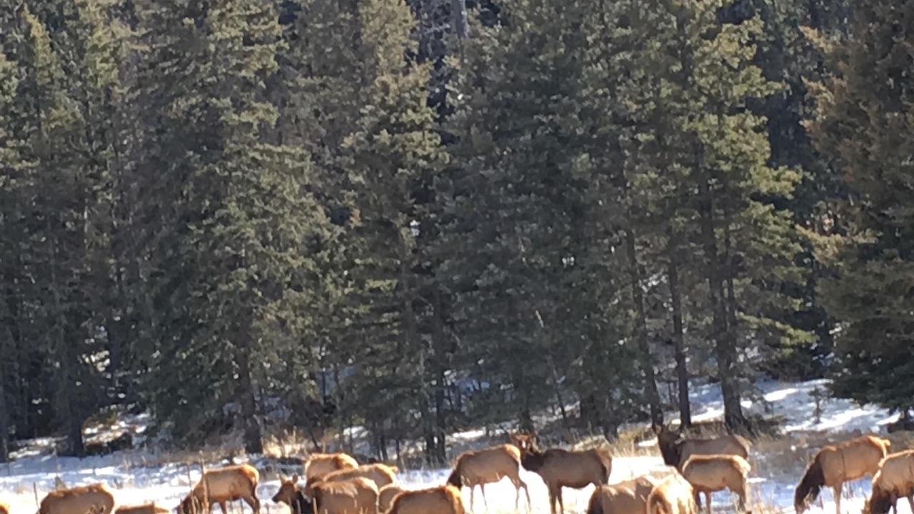 Photo of Others in Angel Fire