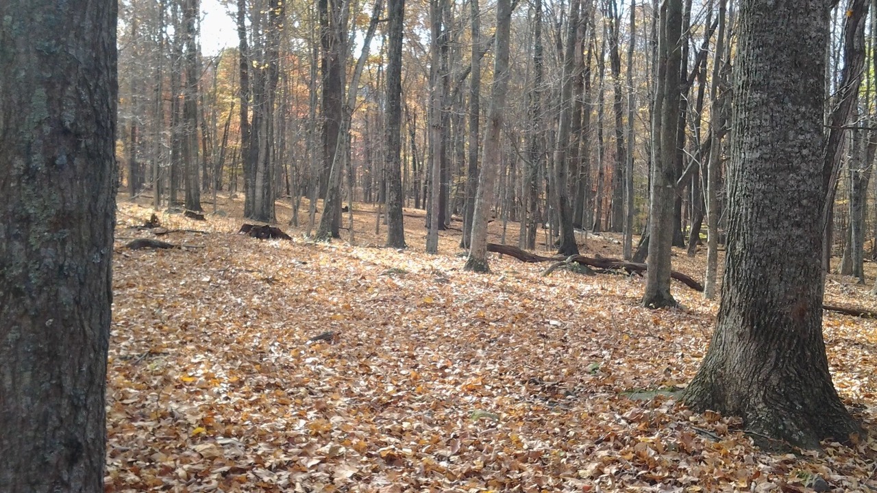 Photo of Others in Lindside