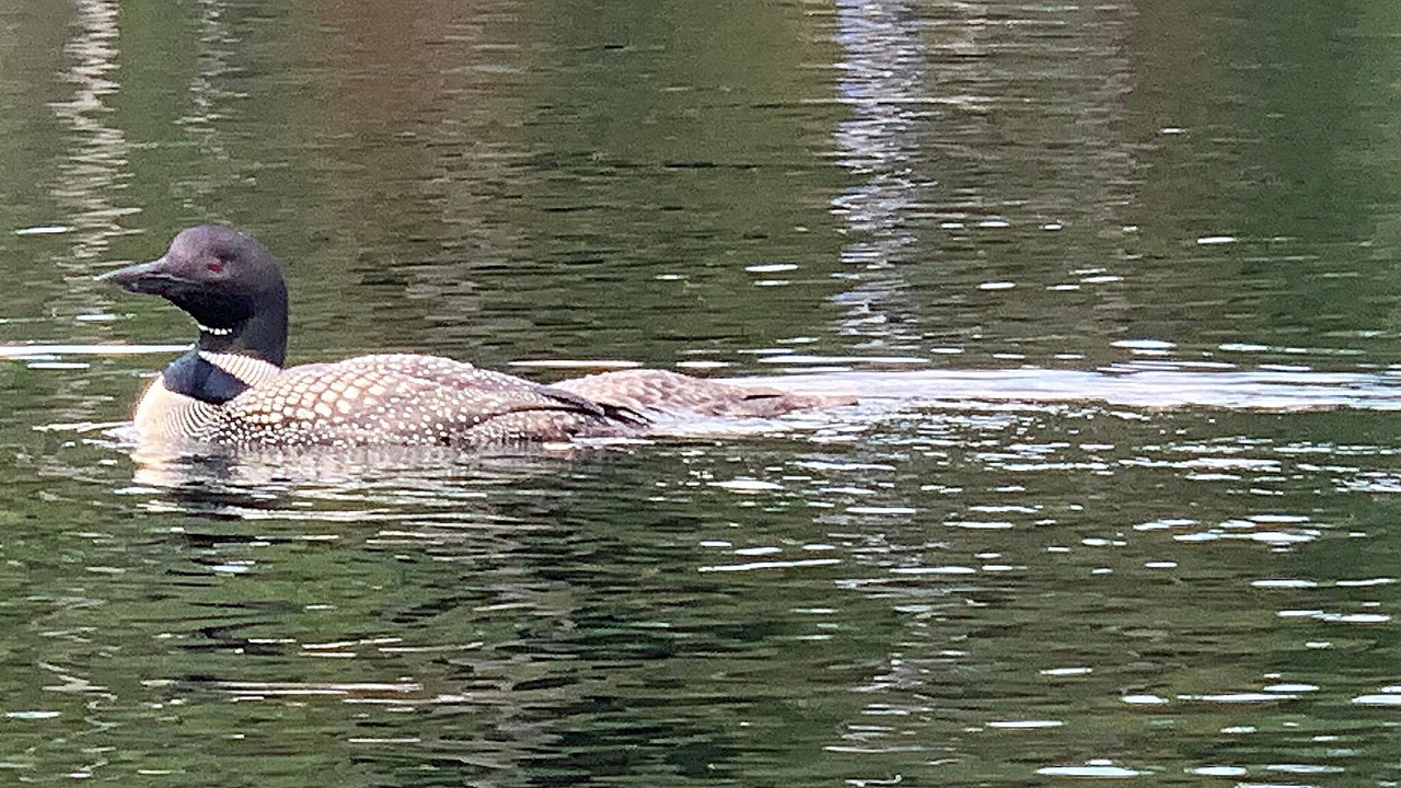 Photo of Others in Saranac Lake