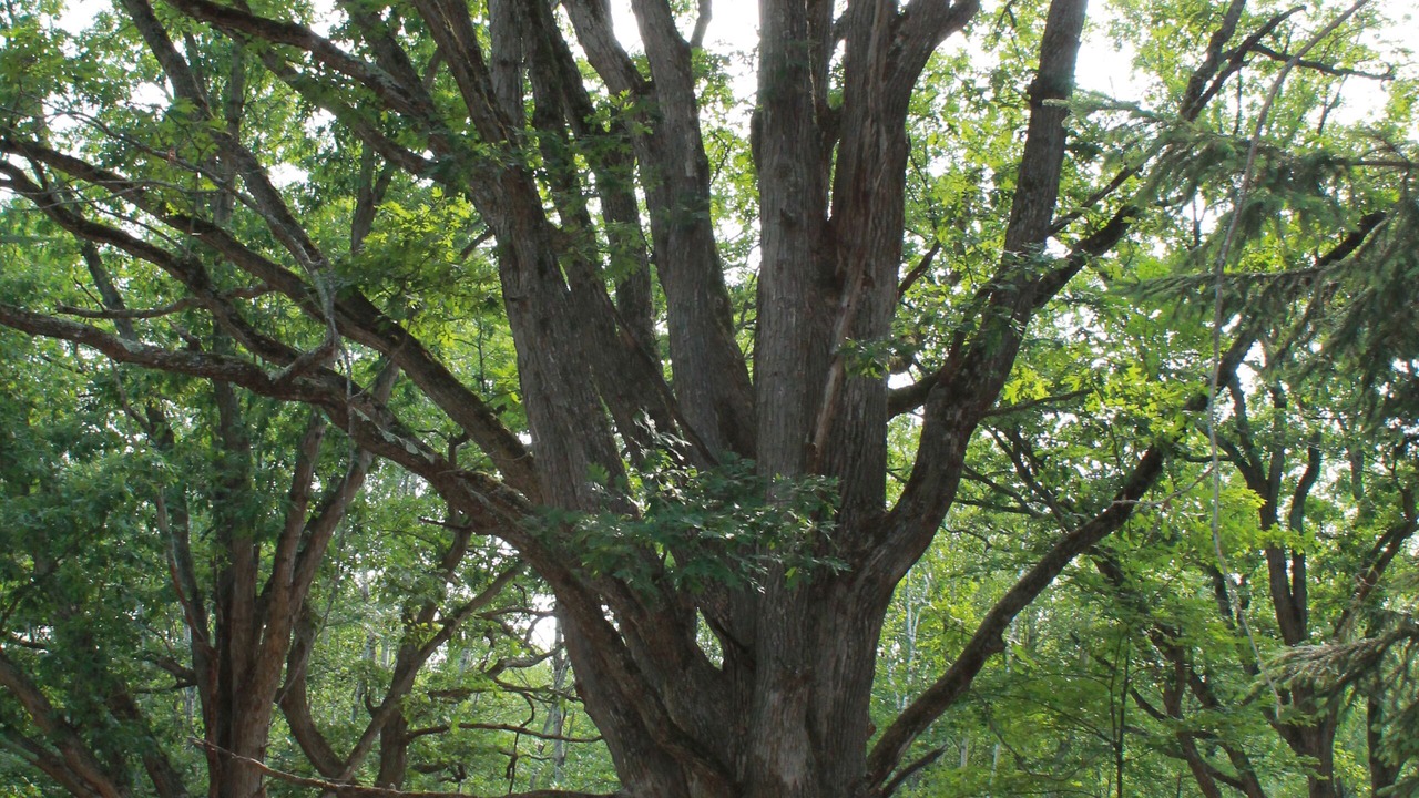 Photo of Outdoor in Trego