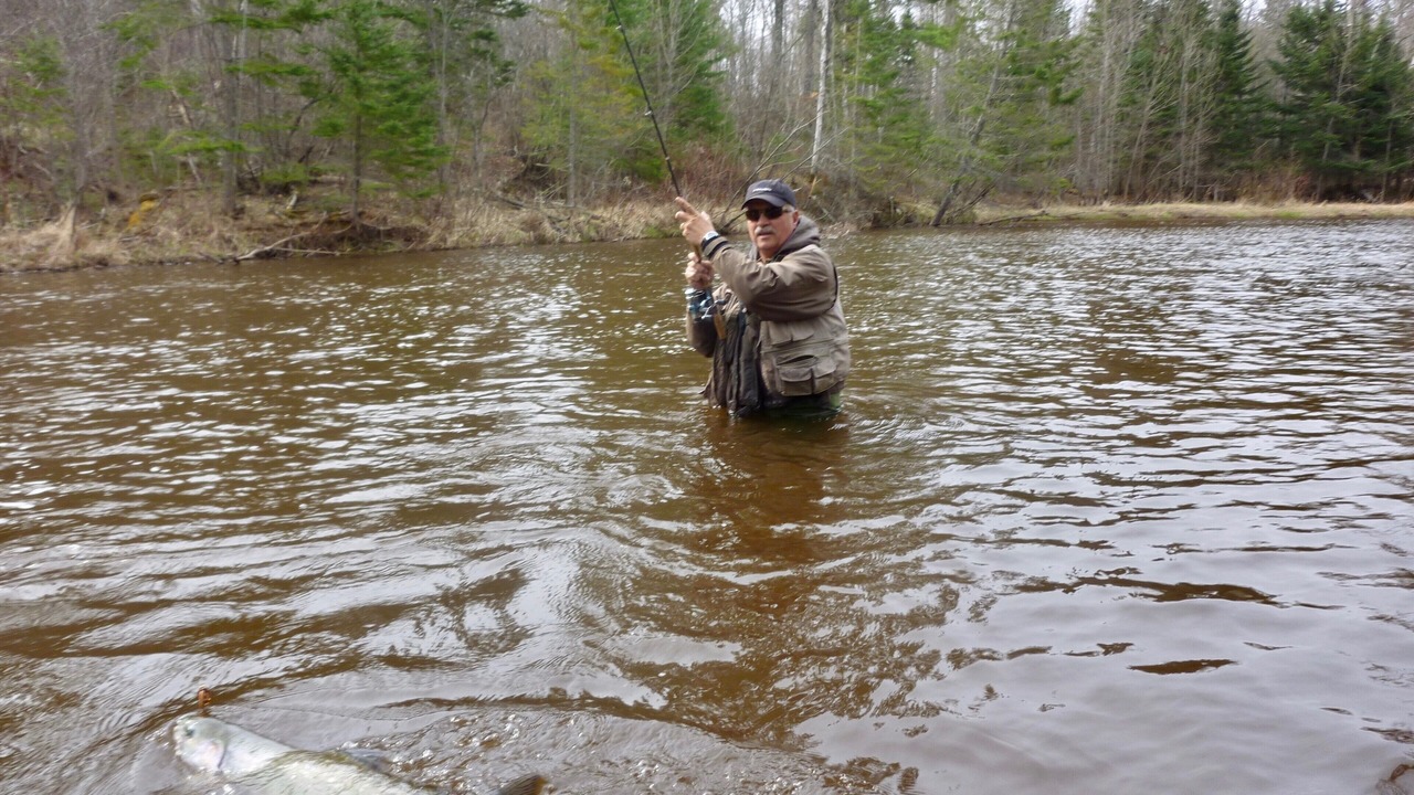 Photo of Others in Maple