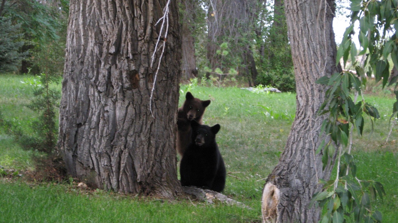 Photo of Others in Valdez