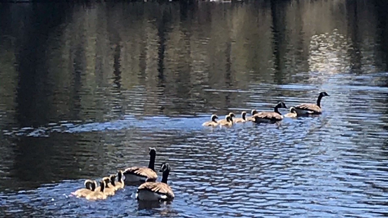 Photo of Others in Lake Placid