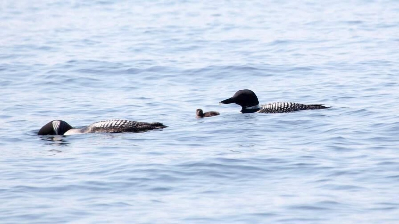 Photo of Others in Bay Lake