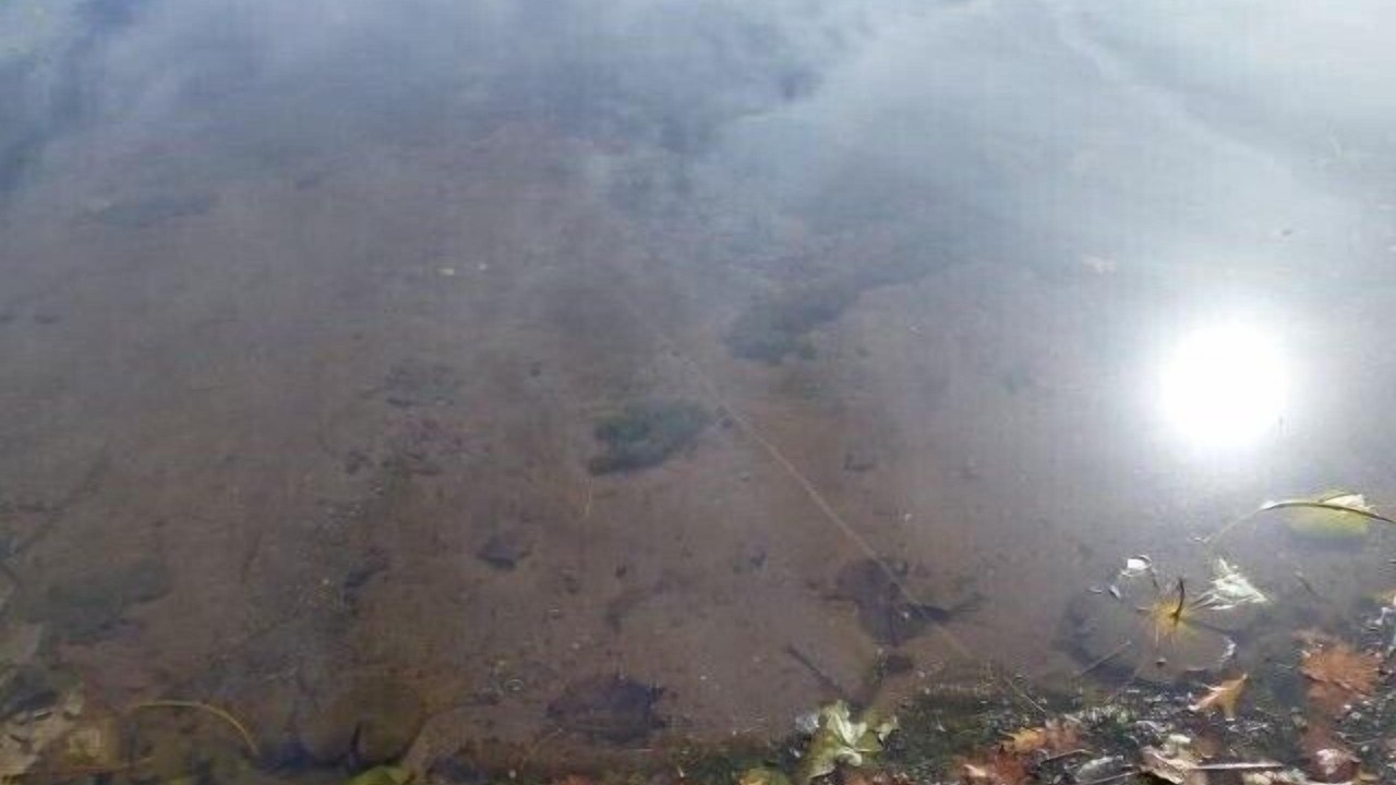 Photo of Others in Bay Lake