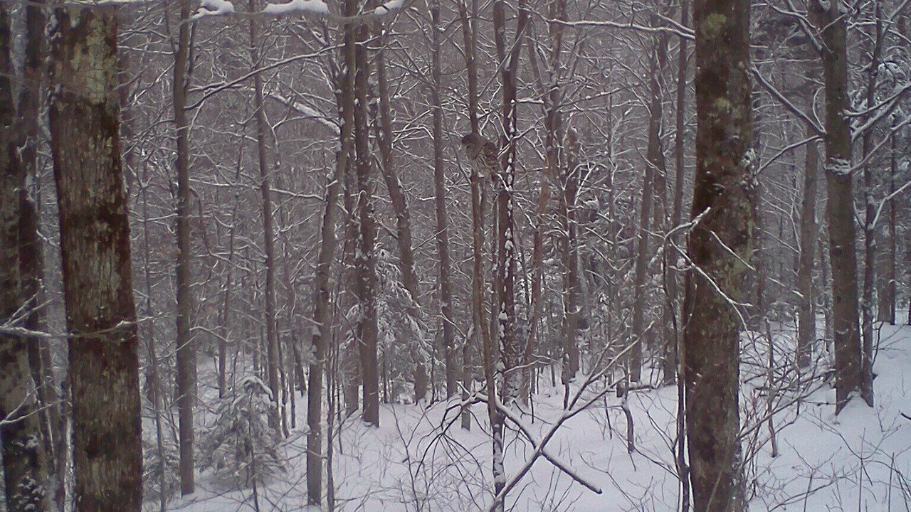 Photo of Others in Bolton Valley