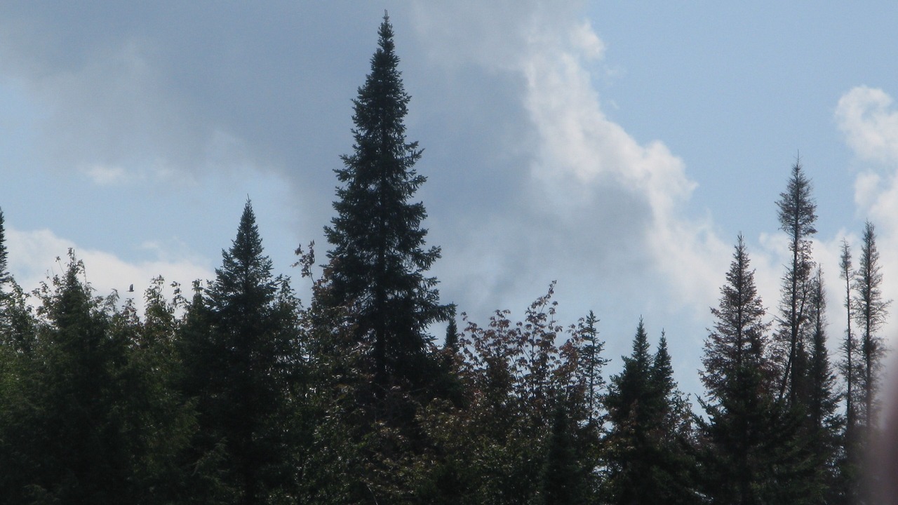Photo of Others in Wanakena