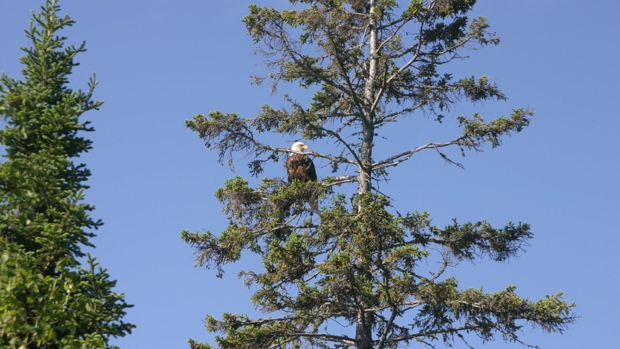 Photo of Others in Lutsen