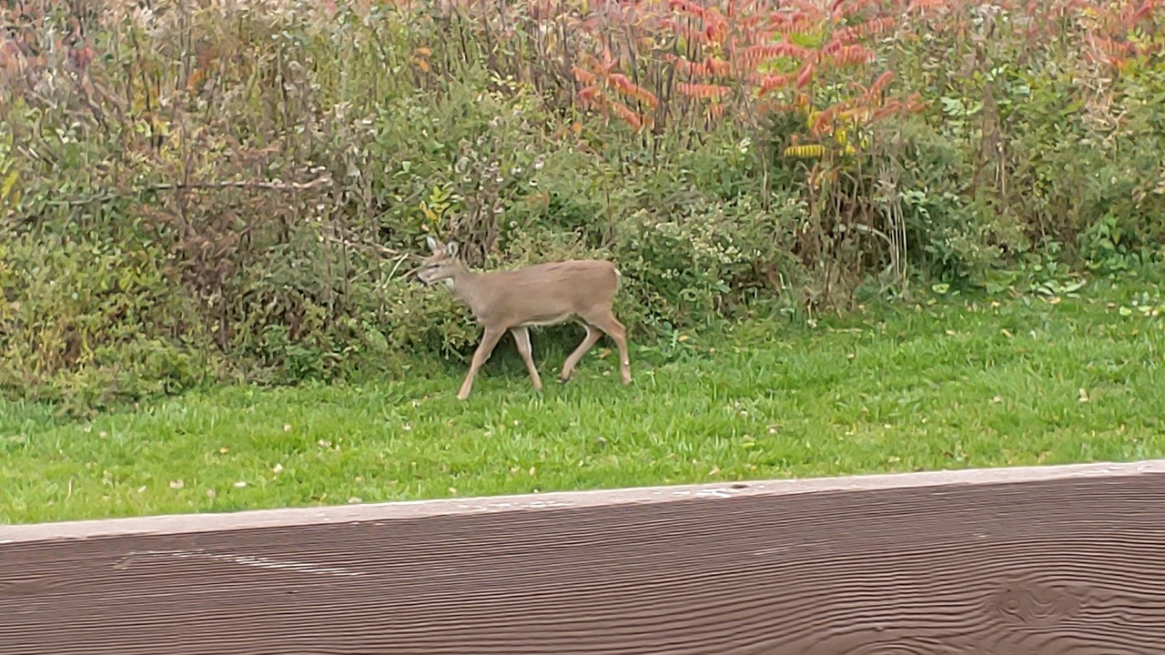 Photo of Others in Village of Harrison