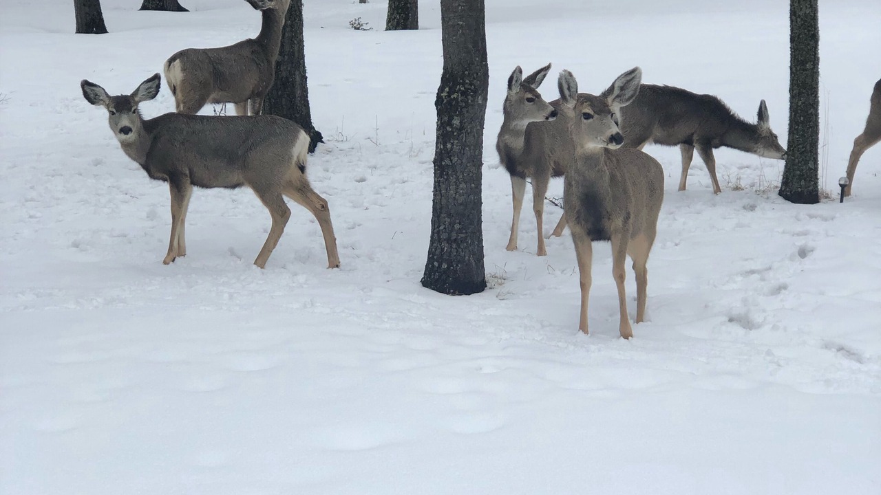 Photo of Others in Angel Fire