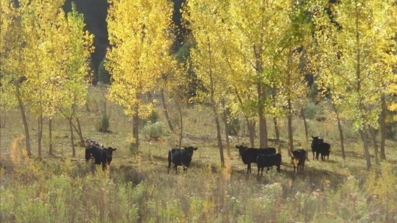 Photo of Others in Gallina