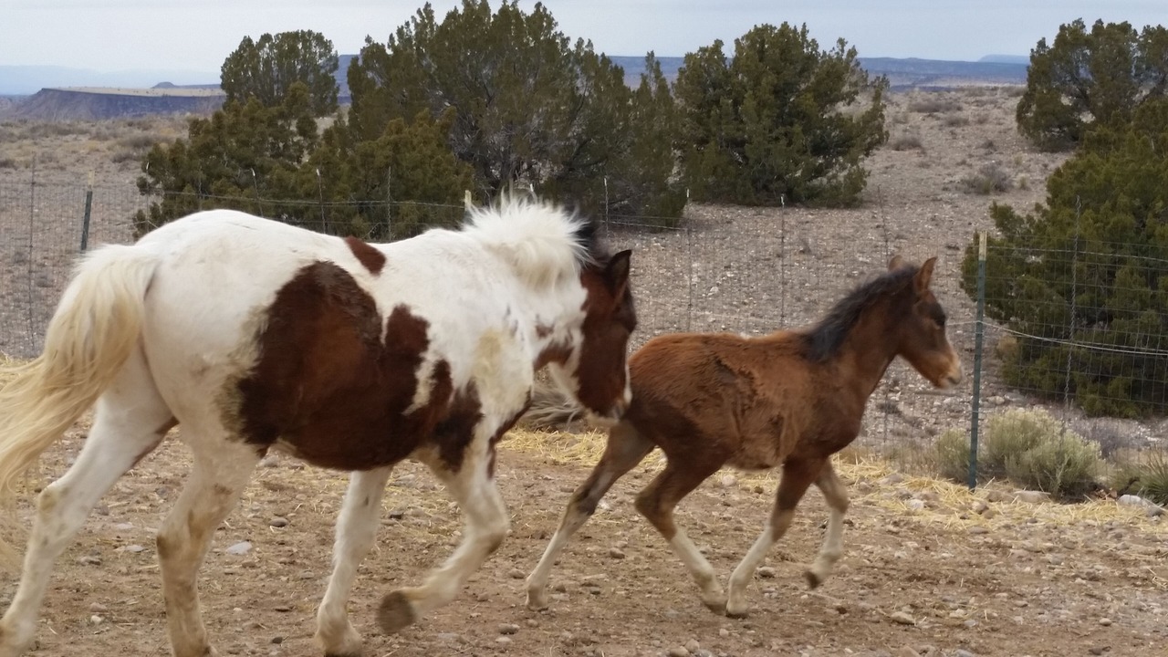 Photo of Others in Placitas