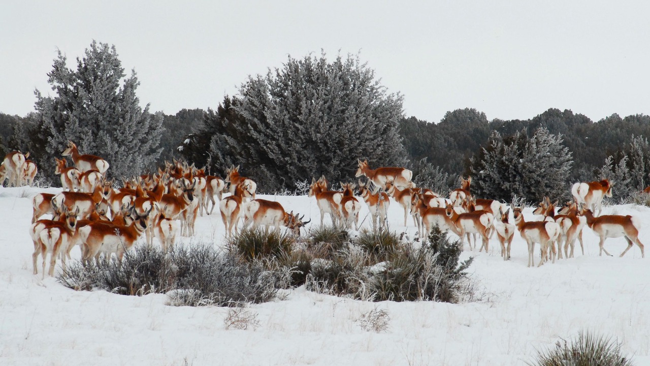 Photo of Others in Arroyo Hondo