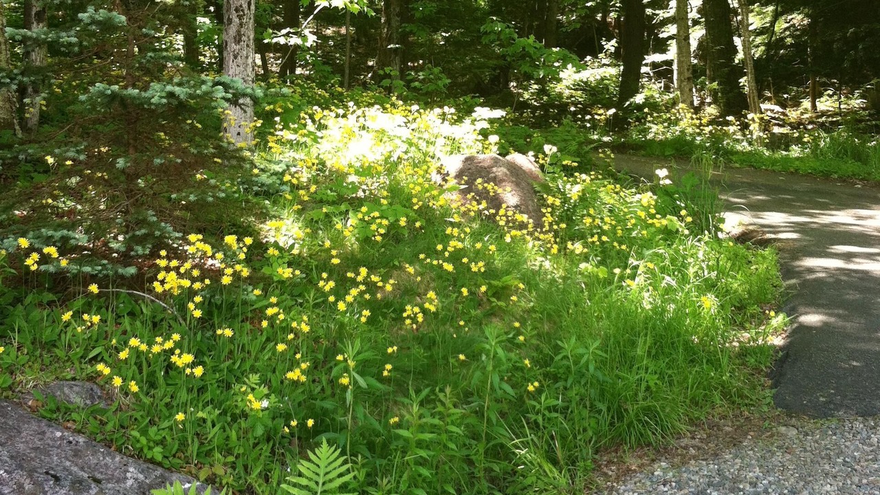 Photo of Others in Tupper Lake