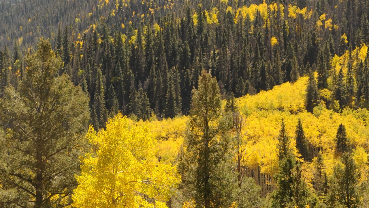 Photo of Others in Taos Ski Valley