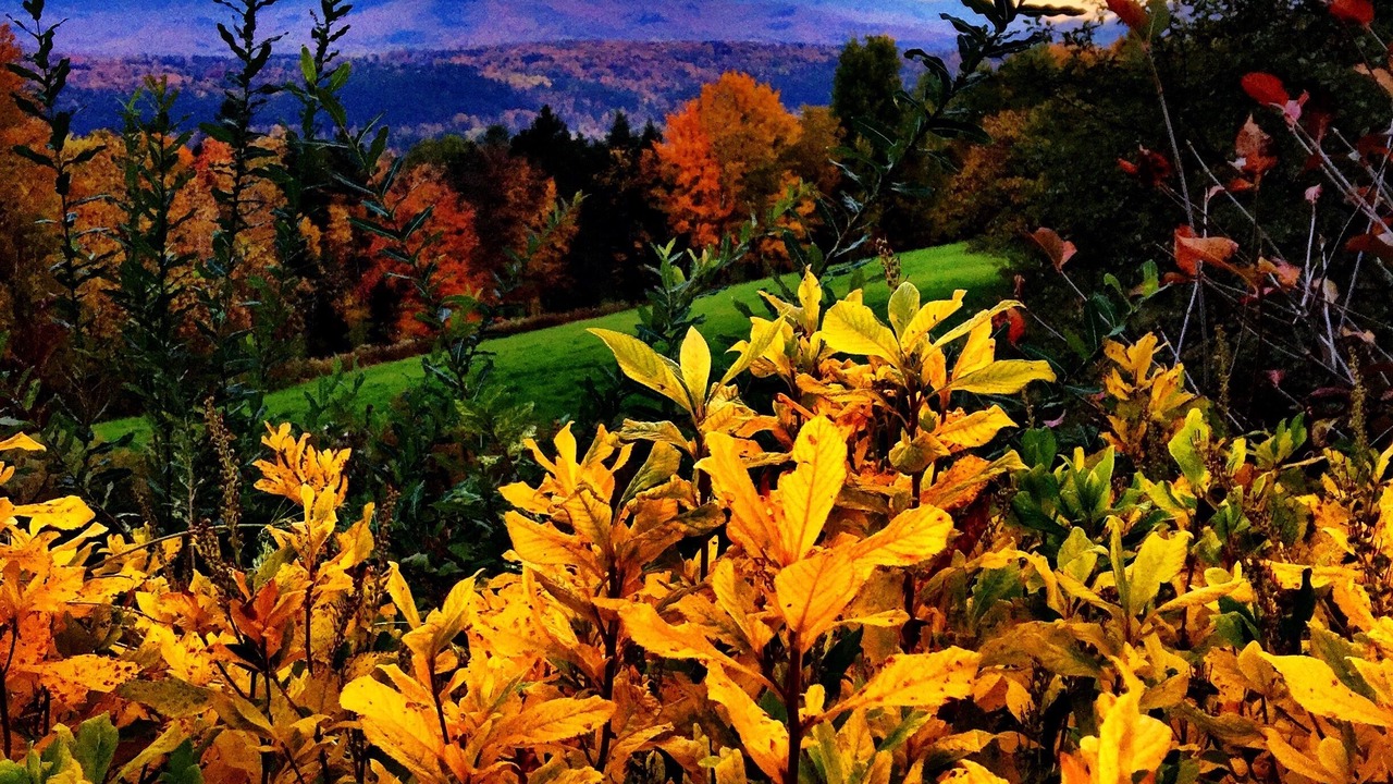 Photo of Outdoor in Stowe Area