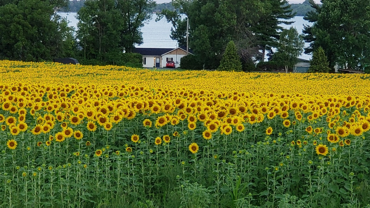 Photo of Outdoor in St. Albans