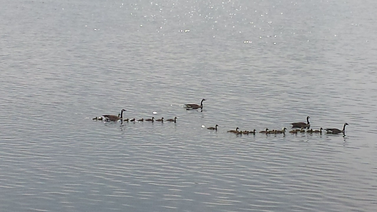 Photo of Others in St. Albans